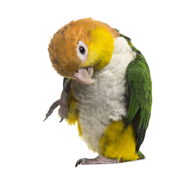 Пташиний підйом ноги і вигин голови, ізольовані на білому
 - Фото, зображення