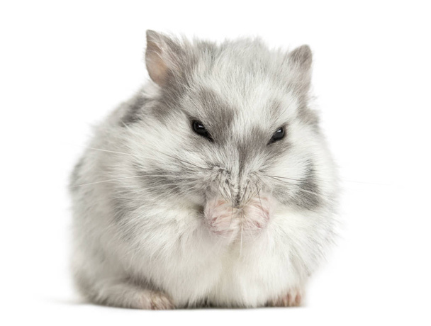 hamster tendo uma lavagem, isolado em branco
 - Foto, Imagem