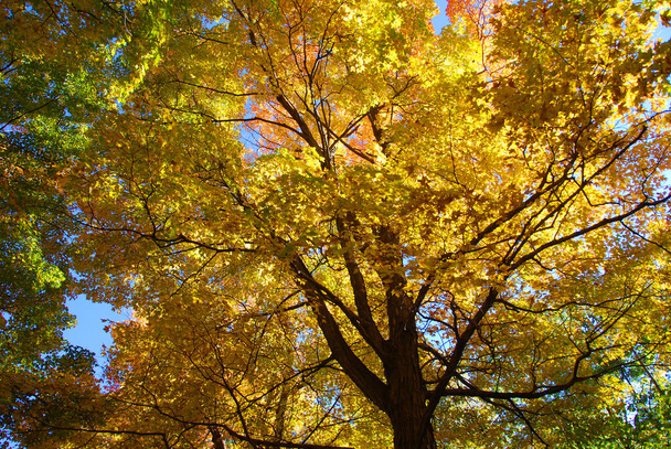 Красочное осеннее дерево на фоне неба - Фото, изображение