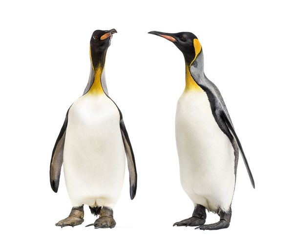 Dos pingüinos King mirándose, aislados
 - Foto, imagen