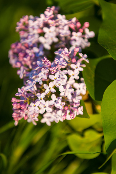 Lilacs grow in spring - Foto, imagen
