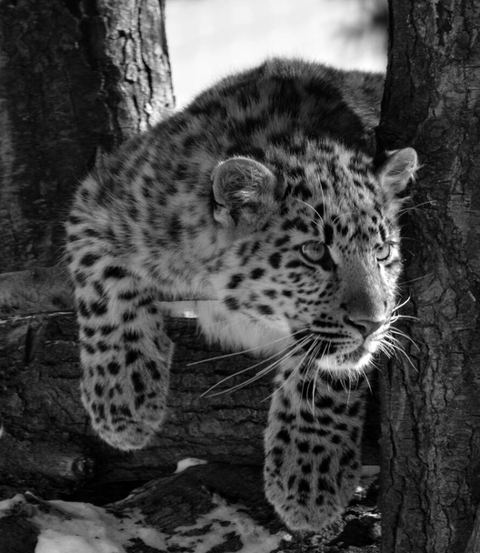 El leopardo de Amur es una subespecie de leopardo originaria de la región de Primorye, en el sudeste de Rusia, y de la provincia de Jilin, en el noreste de China.. - Foto, Imagen