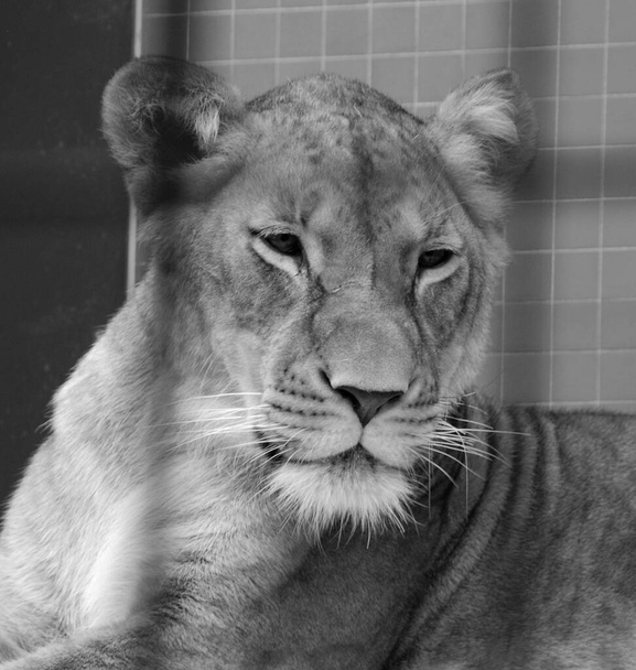 лев перед чорно-білим
 - Фото, зображення