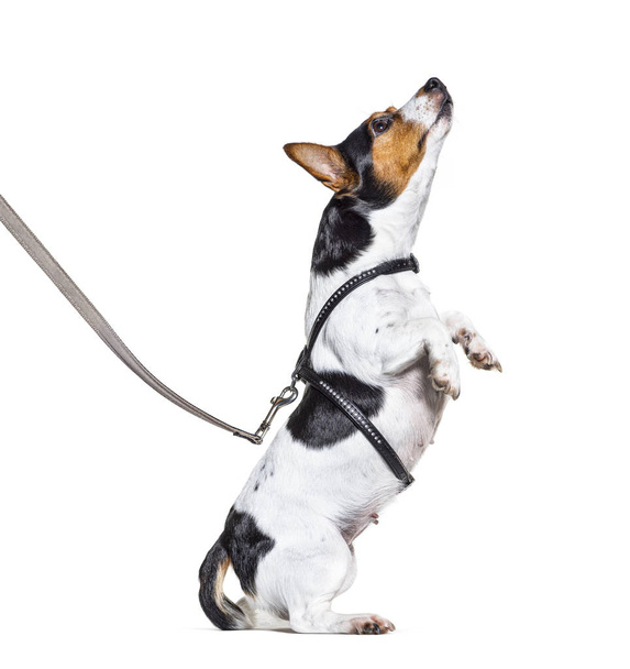 Processus d'apprentissage avec un Jack Russell Terrier en laisse, isolé en blanc
 - Photo, image