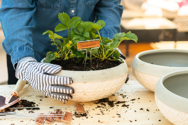 Piantare la pianta di fragole in un piccolo giardino piantare vaso. - Foto, immagini