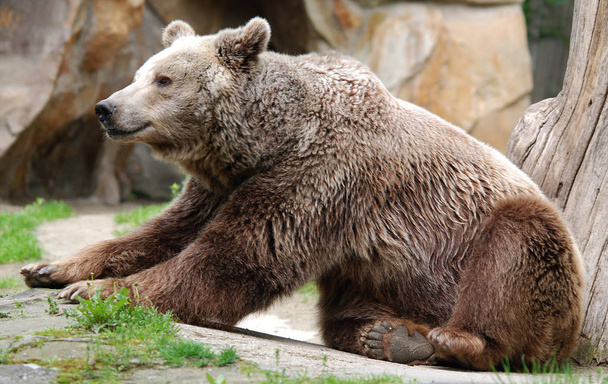 L'ours grizzli, aussi connu sous le nom d'ours à pointe argentée, est une sous-espèce d'ours brun qui vit généralement dans les hautes terres de l'ouest de l'Amérique du Nord.. - Photo, image