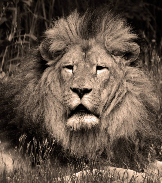 Мужчина лев: Высоко различимый, самца льва легко распознать по гриве, а его лицо является одним из самых узнаваемых символов животных в человеческой культуре.  - Фото, изображение