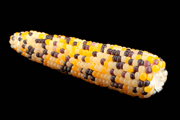 Pequeñas semillas decorativas multicolor de maíz primer plano aislado en negro
 - Foto, imagen