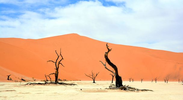 árvores mortas no deserto da Namíbia
 - Foto, Imagem