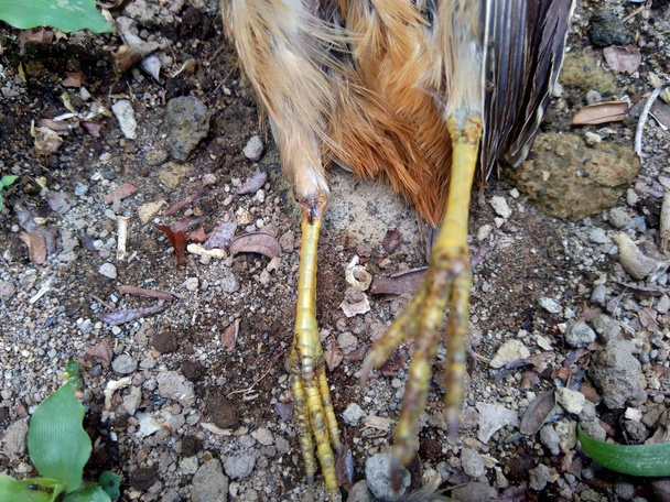 Kuollut indonesian viiriäinen (Coturnix ypsilophora), joka tunnetaan myös nimellä ruskea viiriäinen, on pieni maa-asunnon lintu Uuden maailman viiriäisen perheessä
. - Valokuva, kuva