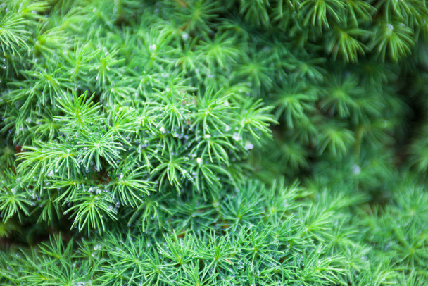 Branches of juniper, the evergreen coniferous plant with needle-like leaves. - Foto, Imagem