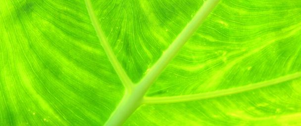 緑の葉の質感の背景 - 写真・画像