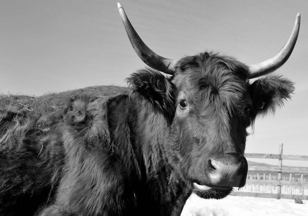 Salers est une race de bovins originaire de Cantal dans le Massif central de la France. - Photo, image
