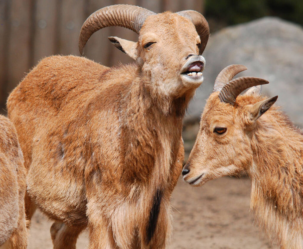 Tahrs sono una specie di grandi ungulati artiodattili asiatici legati alla capra selvatica. - Foto, immagini