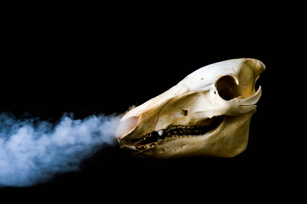 Um osso de porco selvagem que exala fumo do nariz
 - Foto, Imagem