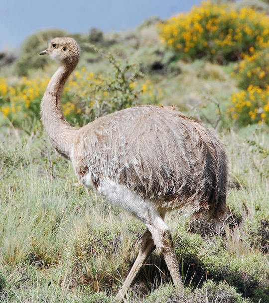 Greater rhea is a flightless bird found in eastern South America. Other names for the greater rhea include the grey, common or American rhea, nandu Guarani or ema Torres del paine, Patagonia, Chili - Foto, imagen