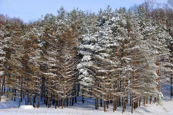 Foresta di pino in un giorno d'inverno soleggiato
 - Foto, immagini