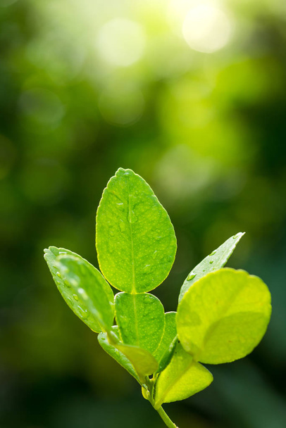 bergamot green leaves are on the trees - Photo, Image