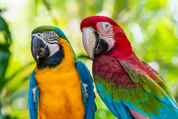 Blue and Gold Macaw nebo Ara Ararauna a Green Winged Macaw nebo Ara Chloroptera roztomilé domácí mazlíčci barevné ptáky, Krásná povaha volně žijících živočichů detailní tvář papouška je červená a žlutá na zeleném pozadí - Fotografie, Obrázek