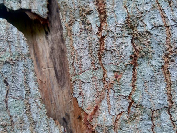 Κοντινό ξύλινο φυσικό φόντο υφή. Παλιά υφή ξύλου για να προσθέσετε κείμενο, εισαγωγικά ή σχεδιασμό εργασίας για το προϊόν φόντο. - Φωτογραφία, εικόνα