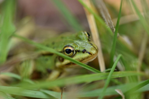 Żaba zielona (Hyla arborea) ukrywająca się w zielonej trawie - Zdjęcie, obraz