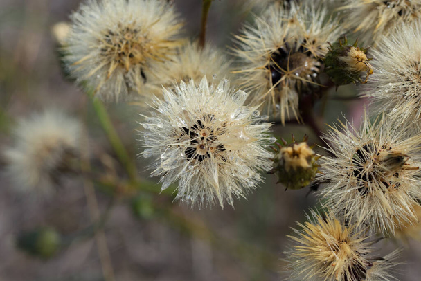 Κοντινό πλάνο των χνουδωτών λουλουδιών από υγρό ξεθωριασμένο γατόψαρο (Hypochaeris radicata) - Φωτογραφία, εικόνα