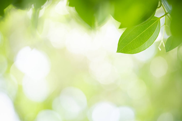 Close-up van de natuur Bekijk groen blad op wazig groen achtergrond in zonlicht met bokeh en kopieer ruimte met behulp van als achtergrond natuurlijke planten landschap, ecologie wallpaper concept. - Foto, afbeelding