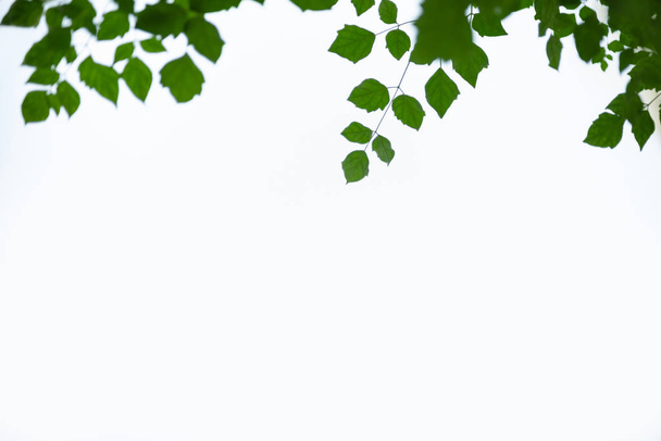 lähikuva luonto näkymä vihreä lehti valkoisella taivaalla taustalla auringonvalossa kopioi tilaa käyttäen tausta luonnonkasvit maisema, ekologia kattaa käsite
. - Valokuva, kuva