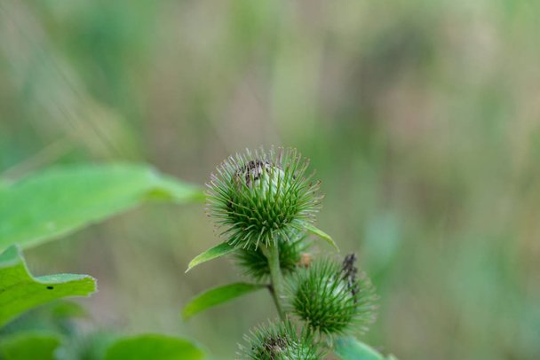 Zielone pąki większego łopianu (Arctium lappa) - Zdjęcie, obraz