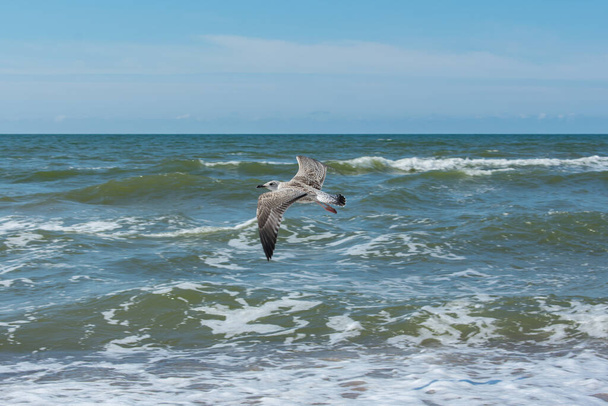Single seagull with wings up flying over blue sea water horizon - Photo, Image