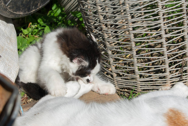 Cute black and white kitten playing and biting on other cat's paw - Photo, Image