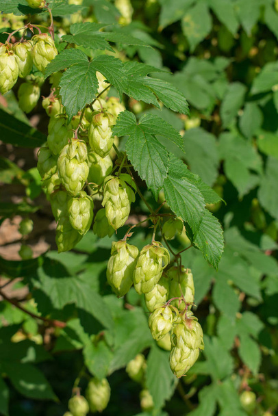 Green buds and leaves of common hop (Humulus lupulus) - Photo, Image