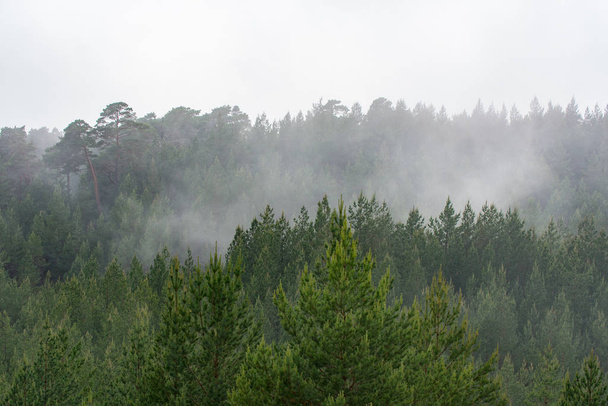 Nevoeiro nevoeiro sobre floresta de pinheiros verdes
 - Foto, Imagem