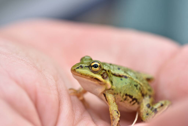 European green tree frog (Hyla arborea) sitting on the palm - Photo, Image