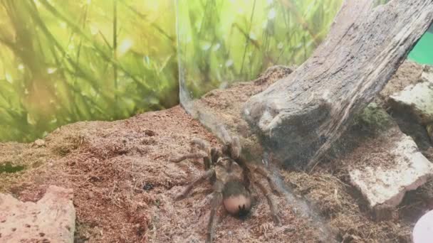 Grote spin in het terrarium. - Video