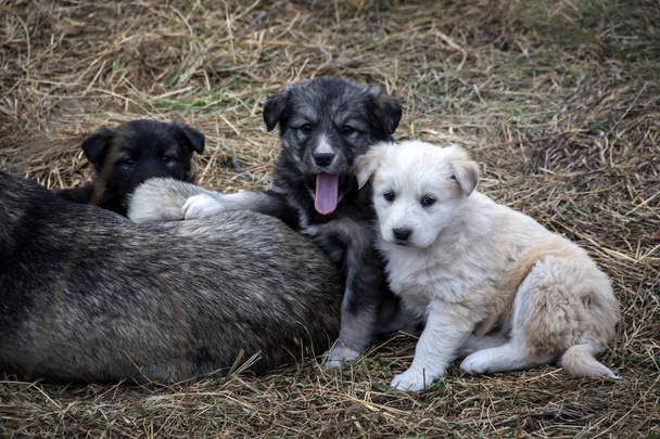 Una escena conmovedora con perro mestizo con tres cachorros sobre hierba seca. Perro sin hogar acostado en el césped con niños
 - Foto, Imagen