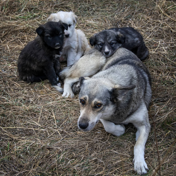 Egy megható jelenet korcs kutyával, három kölyökkutyával szárított füvön. Hajléktalan kutya fekszik a gyepen gyerekekkel - Fotó, kép