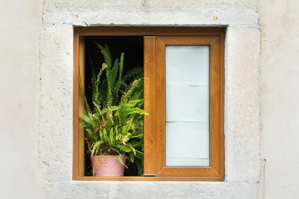 Puinen kehystetty ikkuna ruukulla kasvi
 - Valokuva, kuva