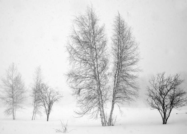 magányos fák a téli tájban - Fotó, kép