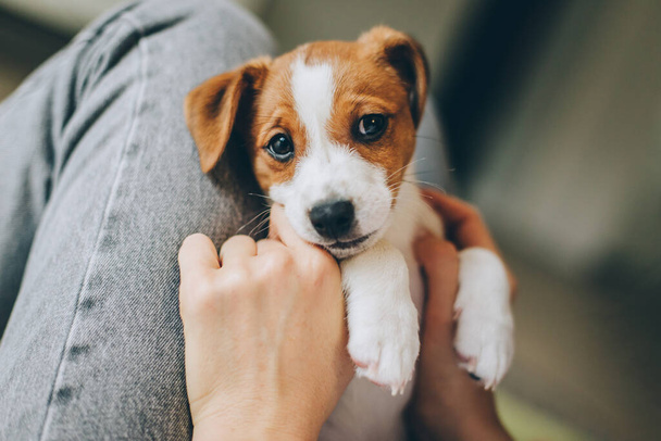 Suloinen koiranpentu Jack Russell Terrier omistajan käsissä. Pienen koiran muotokuva.  - Valokuva, kuva