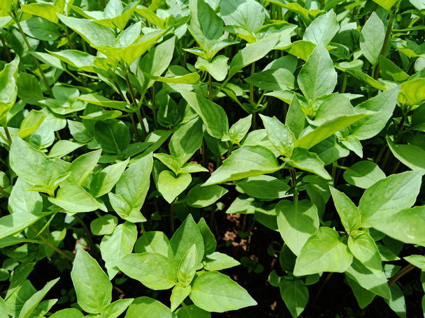Ταϊλανδέζικο βασιλικό sping φωτεινό πράσινο φύλλα φυτών που αναπτύσσονται στην ηλιόλουστη στο φόντο λαχανικών κήπο. Το όνομα στα ταϊλανδέζικα λέγεται Χόραφα.Είναι βότανο και καρύκευμα συστατικό σε κάποια τρόφιμα και ποτά. - Φωτογραφία, εικόνα