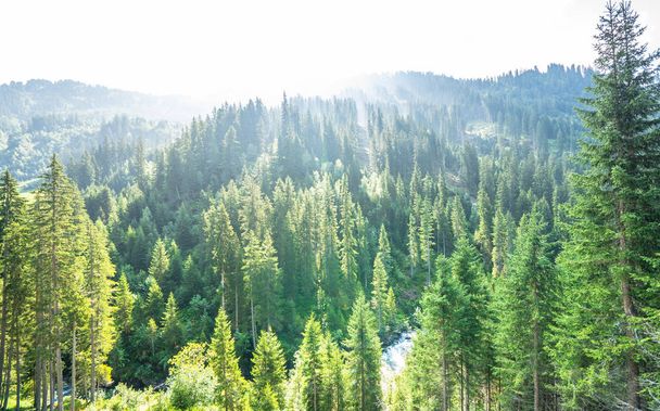 Vue sur la forêt de conifères verdoyante avec de vieux épinettes et pins
 - Photo, image