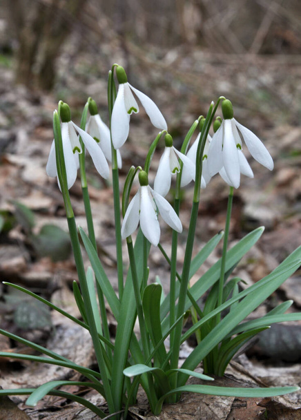 Im Wald blühen im Frühling Schneeglöckchen (Galanthus nivalis). - Foto, Bild