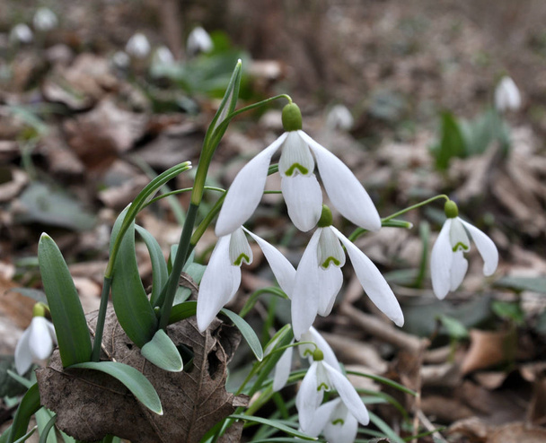 Az erdőben a vadonban tavasszal hóvirág (Galanthus nivalis) virágzik. - Fotó, kép
