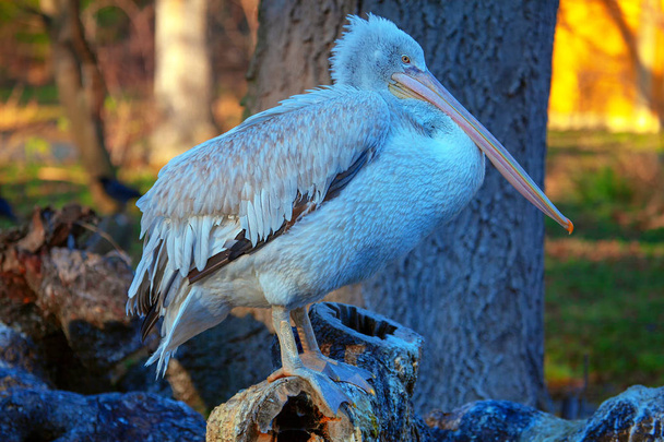 pelican standing on the logs on natural area  - Foto, Imagem