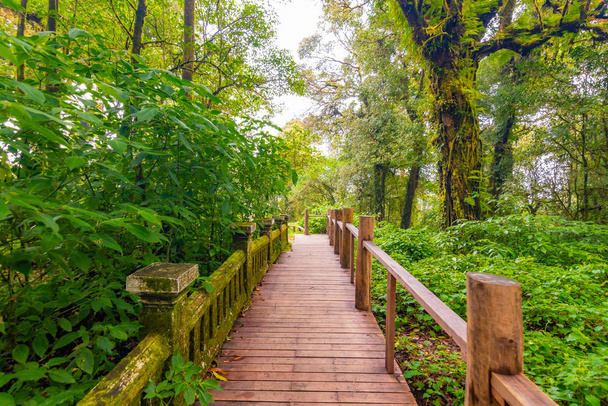 Houten toeristische pad bij Doi Inthanon nationaal park, Thailand. Prachtige plek in tropisch regenwoud met frisse groene planten na regen met grote vochtigheid en mist in de verte. Provincie Chiang Mai. - Foto, afbeelding
