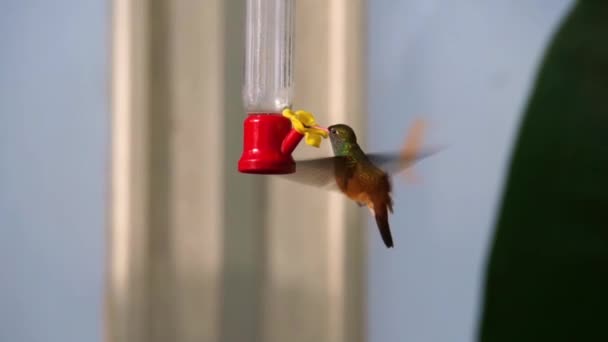 close-up poratrait van een amazilia kolibrie die nectar drinkt, populaire en kleine tropische vogelsoort uit Amerika - Video