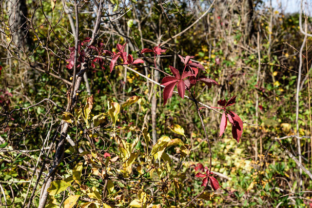 Herfst in Jamaica Bay, Queens, New York, Usa - Foto, afbeelding