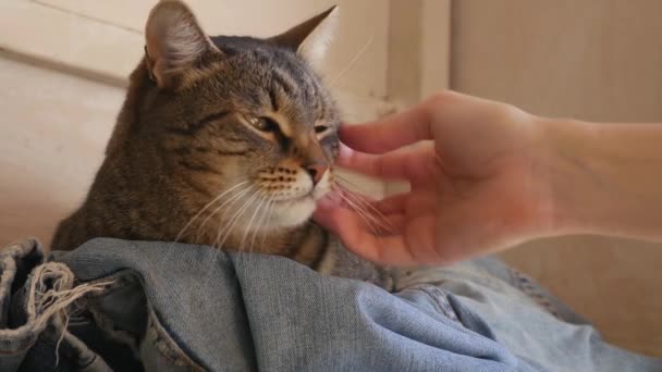 Samičí ruka se mazlí s pruhovanou kočkou na džínových kalhotách - Záběry, video