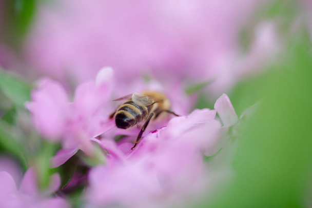 Honey bee collects nectar and pollen from Phlox subulata, creeping phlox, moss phlox, moss pink, or mountain phlox. Honey plant in summer on alpine flowerbed. Selective focus - Photo, Image